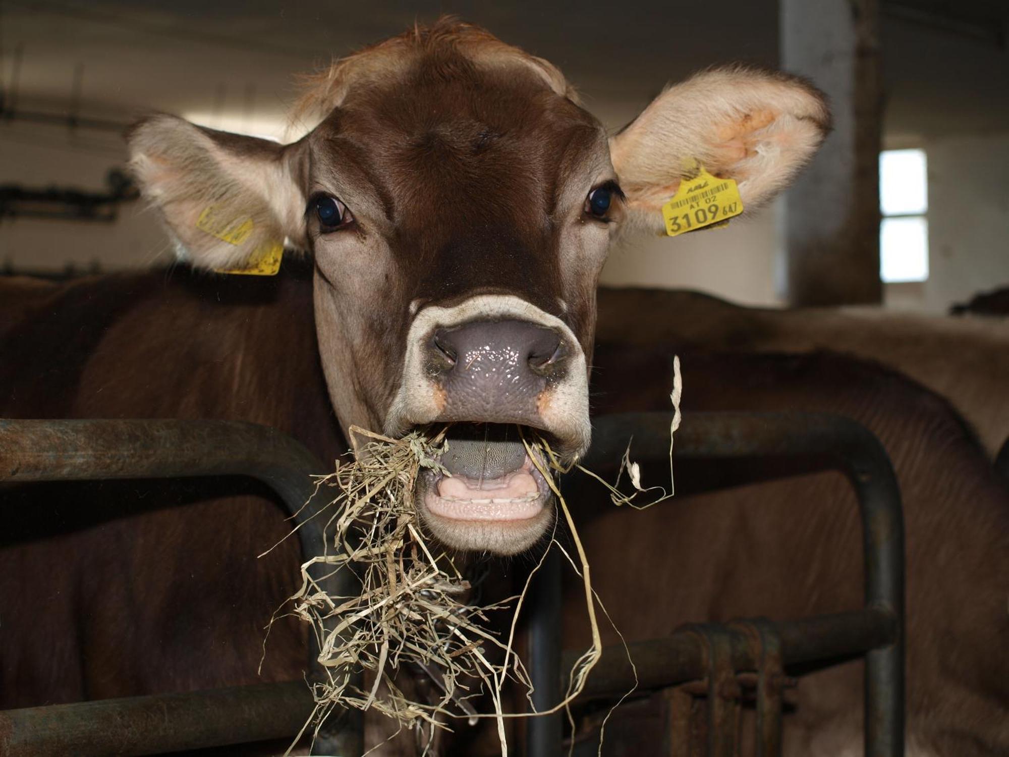 Farm stay Hochfelner-Prutti - Stockerhof Sankt Marein bei Knittelfeld
